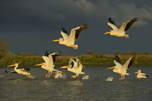 Animal In The Wild Gallery: RF- Eastern white pelicans (Pelecanus onocrotalus) taking off from water, Danube