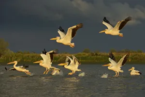 Wetlands Prints: RF- Eastern white pelicans (Pelecanus onocrotalus) taking off from water, Danube