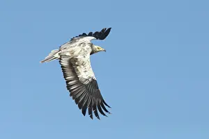 Middle East Prints: RF - Egyptian vulture (Neophron percnopterus) sub-adult in flight