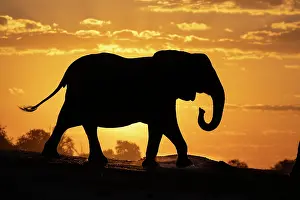 Bulls Prints: RF - Elephant (Loxodonta africana) bull