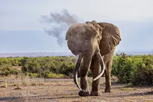 Bulls Prints: RF - Elephant (Loxodonta africana) bull
