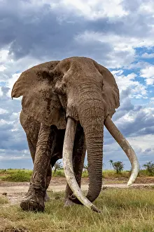 Bulls Prints: RF - Elephant (Loxodonta africana) bull