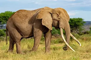 Bulls Prints: RF - Elephant (Loxodonta africana) bull