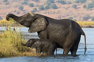 Elephant Trunk Prints: RF - Elephant (Loxodonta africana) and calf standing in river