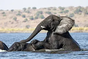 Cooling Down Prints: RF - Elephants (Loxodonta africana) playing in river