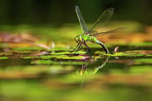 Cornwall Prints: RF - Emperor dragonfly (Anax imperator) female