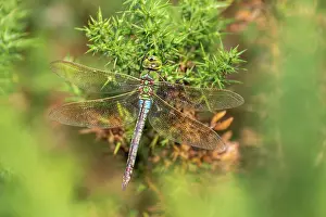 Gorses Prints: RF - Emperor dragonfly (Anax imperator) resting on gorse