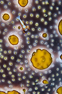Periclimenes Prints: RF - Emperor shrimp (Periclimenes imperator) exploring alien-looking landscape of