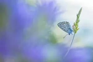 Butterflies & Moths Gallery: RF - Eschers blue butterfly (Polyommatus escheri) on grass, with soft focus blue flowers