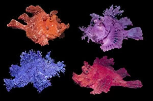 RF - Eschmeyers scorpionfish (Rhinopias eschmeyeri) composite image showing different colour variations on black