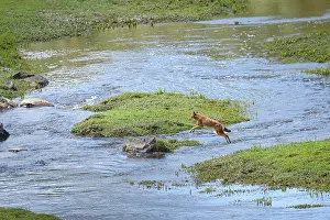 RF - Ethiopian wolf (Canis simensis) jumping over river, Bale Mountains National Park, Ethiopia. Endangered. (This image may be licensed either as rights managed or royalty free.)