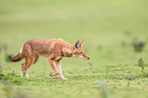 Simien Fox Prints: RF - Ethiopian wolf (Canis simensis) stalking prey