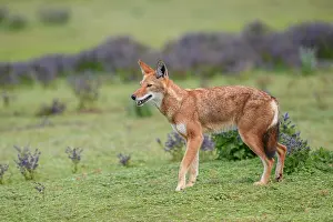 Simien Fox Prints: RF - Ethiopian wolf (Canis simensis) standing in grassland