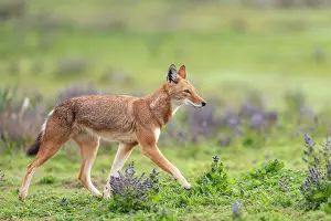 Labiatae Prints: RF - Ethiopian wolf (Canis simensis) walking among Rift Valley sage (Salvia merjamie)