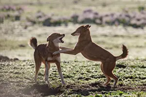 Simien Fox Prints: RF - Two Ethiopian wolves (Canis simensis) greeting each other in the morning