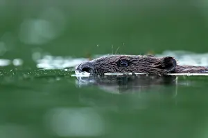 Rodentia Prints: RF - Eurasian beaver (Castor fiber) swimming in a pond