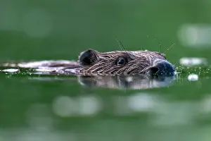 Rodentia Prints: RF - Eurasian beaver (Castor fiber) swimming in a pond