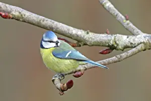 Paridae Prints: RF - Eurasian blue tit (Cyanistes caeruleus) perched in chestnut tree in early spring