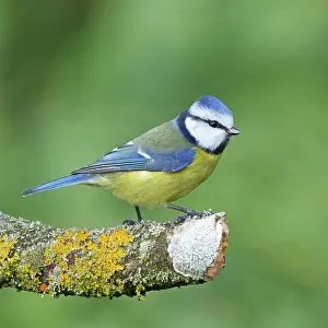 Paridae Prints: RF - Eurasian blue tit (Cyanistes caeruleus) perched on lichen-covered branch in winter