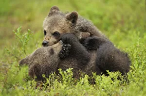 Images Dated 11th July 2008: RF- Two Eurasian brown bear (Ursus arctos) cubs play fighting, Suomussalmi, Finland. July