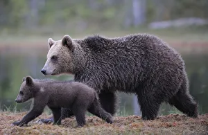 Rf16q4 Prints: RF- Eurasian brown bear (Ursus arctos) mother walking with cub, Suomussalmi, Finland