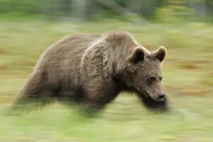 RF- Eurasian brown bear (Ursus arctos) running, Suomussalmi, Finland. July