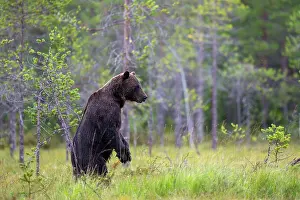 Wilderness Prints: RF - Eurasian brown bear (Ursus arctos) standing on hind legs in forest clearing