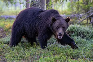 Wilderness Prints: RF - Eurasian brown bear (Ursus arctos) walking through forest