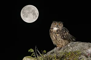 Outcrop Prints: RF- Eurasian Eagle owl (Bubo bubo) adult perched on rocky outcrop with the Super Full Moon