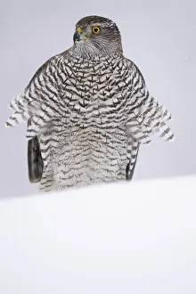 Sweden Prints: RF - Eurasian goshawk (Accipiter gentilis) juvenile in snow, Vitbergets Nature Reserve