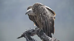 Gyps Prints: RF - Eurasian griffon (Gyps fulvus) juvenile