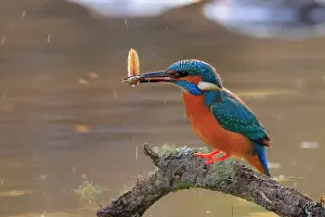 RF - Eurasian kingfisher (Alcedo atthis) male, perched on branch over pond with tadpole prey in beak, Sierra de Grazalema Natural Park, Cadiz, Spain. October