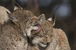 Images Dated 23rd August 2021: RF - Eurasian lynx (Lynx lynx) kittens, aged eight months