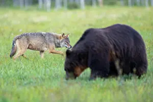 Wolf Prints: RF - Eurasian wolf (Canis lupus) prowling behind a foraging Eurasian brown bear (Ursus arctos) in grassland