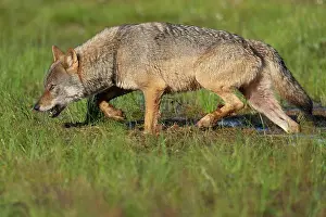 Wolf Prints: RF - Eurasian wolf (Canis lupus) walking through marshy ground