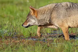 Wolf Prints: RF - Eurasian wolf (Canis lupus) walking through marshy ground