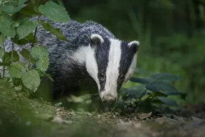 Images Dated 29th March 2009: RF - European badger (Meles meles) foraging in deciduous woodland. Mid Devon, UK. June