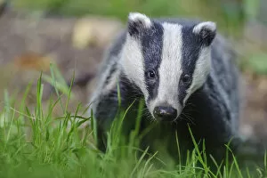 Images Dated 22nd September 2020: RF - European badger (Meles meles) foraging, portrait. Devon, England, UK. June