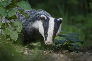 RF - European badger (Meles meles) foraging in deciduous woodland. Mid Devon, UK. June