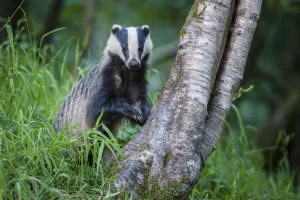 RF - European Badger (Meles meles) foraging at tree trunk in deciduous woodland. Mid Devon, UK