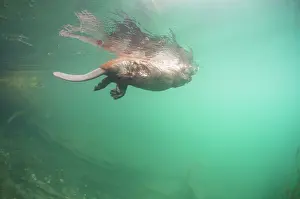 Castoridae Prints: RF - European beaver (Castor fiber) swimming on the surface