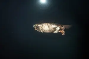 Underside Prints: RF - European beaver (Castor fiber) swimming on the surface at dusk