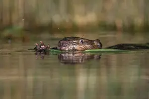 Castoridae Prints: RF - European beaver (Castor fiber) swimming on the surface with a reed in its mouth