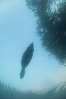 Underside Prints: RF - European beaver (Castor fiber) swimming on the surface silhouetted at dusk