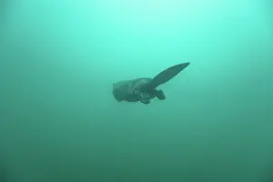 Tail Prints: RF - European beaver (Castor fiber) swimming underwater