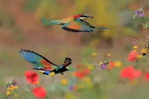 Meadow Prints: RF - European bee-eaters (Merops apiaster) pair