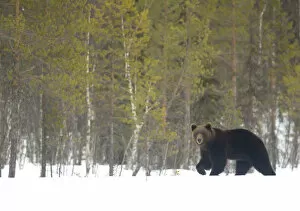 2020 March Highlights Gallery: RF - European brown bear (Ursus arctos) male in the snow