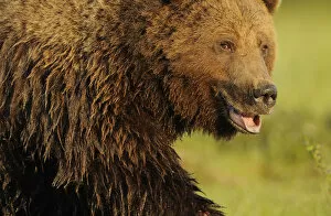 Animal Hair Gallery: RF- European brown bear (Ursus arctos) with mouth open, Kuhmo, Finland. July