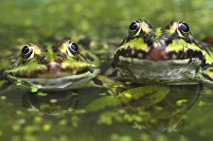 Images Dated 3rd November 2009: RF- European edible frog (Rana esculenta) amongst duckweed, the Netherlands