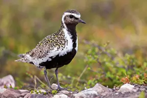 True Plover Prints: RF - European golden plover (Pluvialis apricaria) portrait